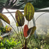Echinodorus ‘Marble Chocolate’