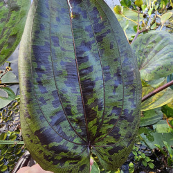 Echinodorus Tommi – Plante colorée pour aquarium et bassin