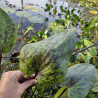 Echinodorus Tommi – Plante colorée pour aquarium et bassin