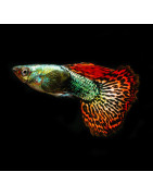 Guppy