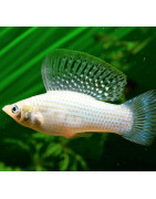 Molly : Poisson Vivipare Coloré pour Aquarium d'Eau Douce