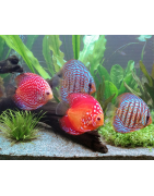 Discus