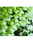 Plantes flottantes pour aquarium et bassin