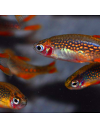 Rasbora