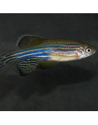 Danio