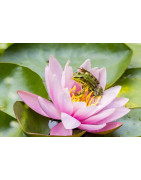 Plantes de bassin