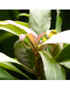 Plantes Faciles pour Aquarium