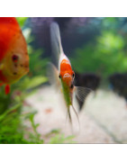 AQUARIOPHILIE