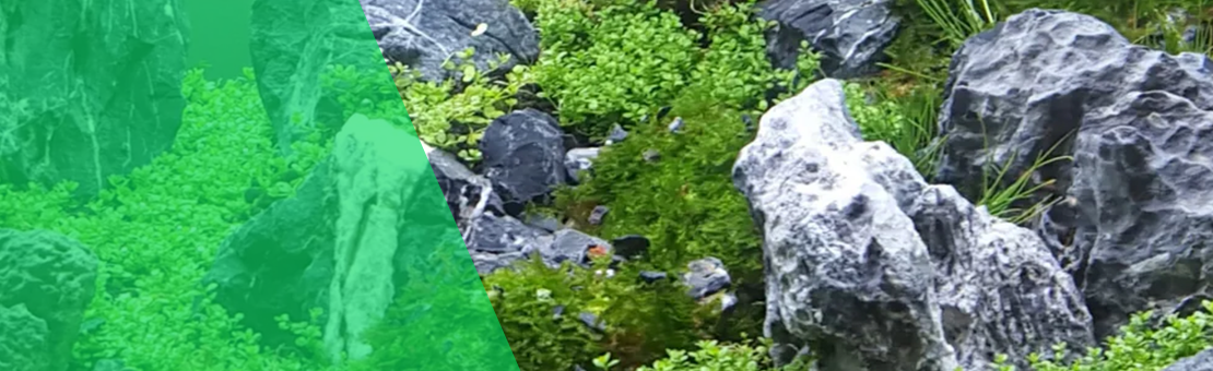 Créez des paysages aquatiques spectaculaires avec Seiryu Stone au kilo : texture unique, teintes grises élégantes et possibilités infinies pour votre hardscape d’aquarium