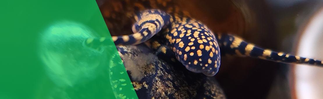 Escargot blue berry atypique 