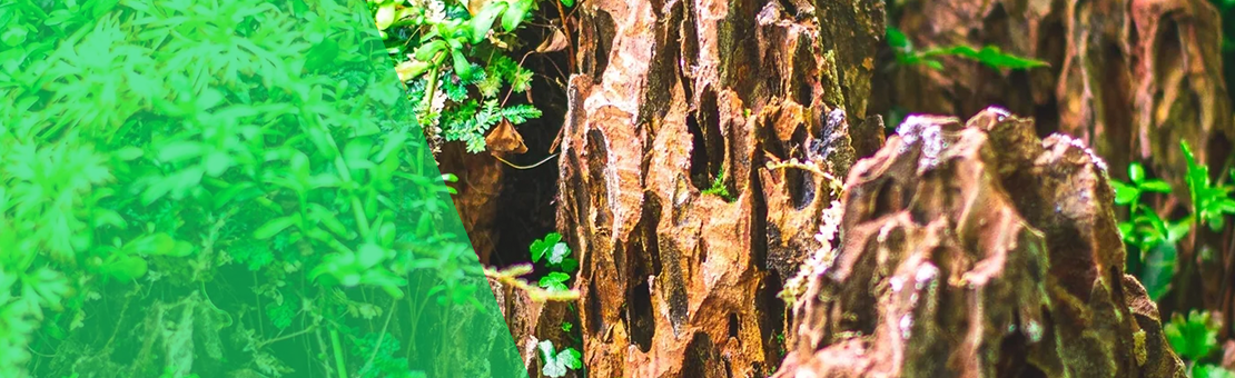 Les plus belles roches d'aquarium au monde 